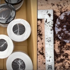 エレファスゾウカブト　カブトムシ　幼虫　手渡しのみ　　の画像