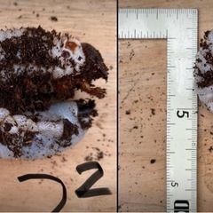 エレファスゾウカブト　カブトムシ　幼虫　手渡しのみ　　
