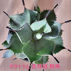 ★● アガベ5鉢 ポタトラム 吉祥冠・マクロアカンサ ●★の画像