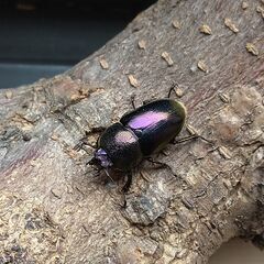パプアキンイロクワガタ　パプキン　2♂3♀の画像
