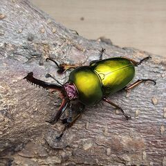 パプアキンイロクワガタ　パプキン　2♂3♀