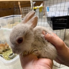 ネザーランド②