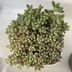 ランキングキーワードに紐づく投稿画像-多肉植物