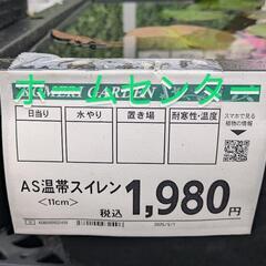 商談中　温帯スイレン　ジョイトーマシーの画像
