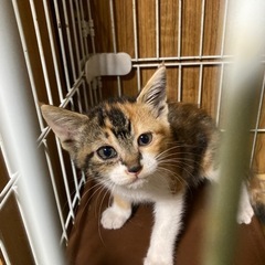 三毛猫の里親さん、募集してます。