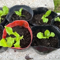 サンチュ🥬苗
