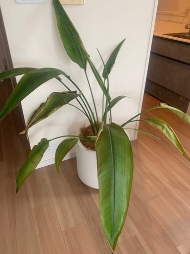 観葉植物、ステレリチア