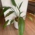 ランキングキーワードに紐づく投稿画像-観葉植物