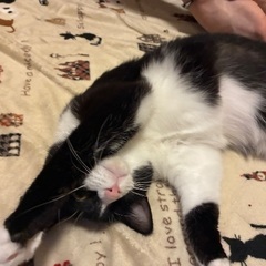 人や猫が大好きな女の子 - 猫