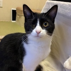 人や猫が大好きな女の子