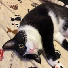 人や猫が大好きな女の子 - 熊谷市