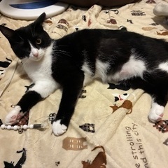 人や猫が大好きな女の子 − 埼玉県