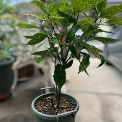 観葉植物　　アオキ(斑入り)