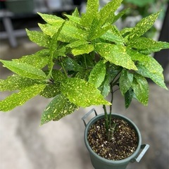 観葉植物　　アオキ(斑入り)の画像