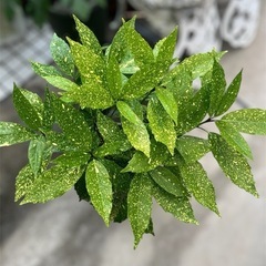 観葉植物　　アオキ(斑入り)の画像