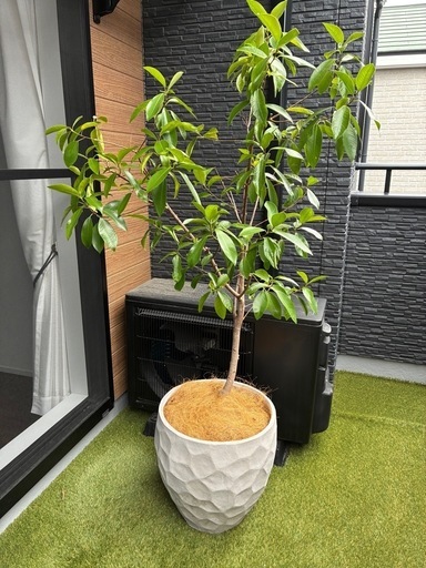 大型観葉植物フィカスガレージ