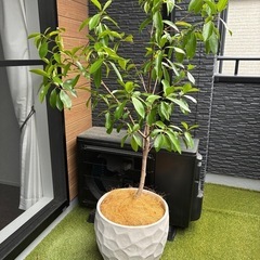 大型観葉植物フィカスガレージ