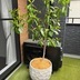 ランキングキーワードに紐づく投稿画像-観葉植物