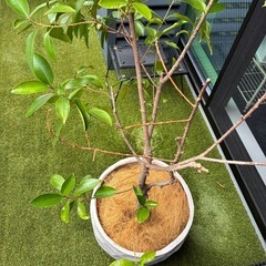 大型観葉植物フィカスガレージの画像