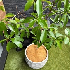 大型観葉植物フィカスガレージの画像