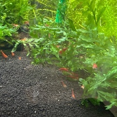 レッドチェリーシュリンプ  30匹の画像