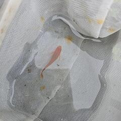 メダカ