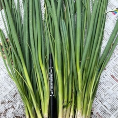 無農薬　一本ネギ苗50本の画像
