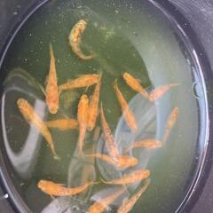 朱赤斑系ミックメダカ15匹+α+卵の画像