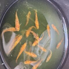 朱赤斑系ミックメダカ15匹+α+卵の画像