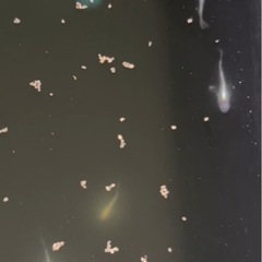 燐光メダカの画像