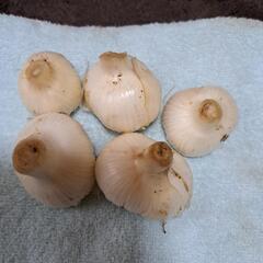 朝どり生にんにく小2個
