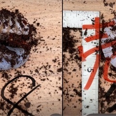 エレファスゾウカブト　カブトムシ　幼虫　手渡しのみ　　の画像