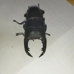 国産オオクワガタペア 希望者にはおまけ