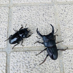 訳あり【2025年羽化】能勢YGオオクワガタ ペアセット ♂68...