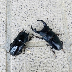 訳あり【2025年羽化】能勢YGオオクワガタ ペアセット ♂62...
