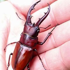 【離島美麗ノコ】オキノエラブノコギリクワガタ ♂♂♀トリオ販売①...