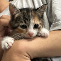 1ヶ月半の三毛子猫と黒子猫ちゃん🐱