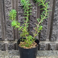 水草 ミリオフィラム 無農薬 根付き苗 めだかアクアリウム メダ...