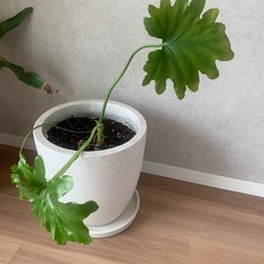 観葉植物