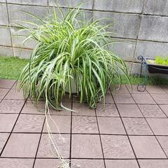 オリヅルラン 7合鉢