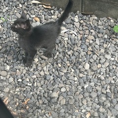 黒猫子猫