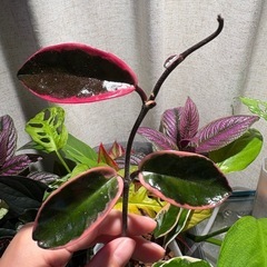 ホヤ　リップカラー  サクララン　観葉植物