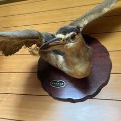 ゴヨウサギのハクセイの画像