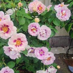 薔薇 アイズフォーユー🌹