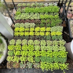 多肉植物 セダム ポット苗 5個セット