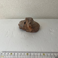 流木の画像