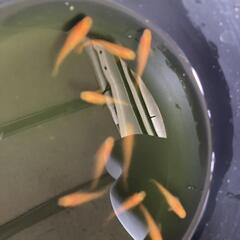 楊貴妃１１匹最終です。