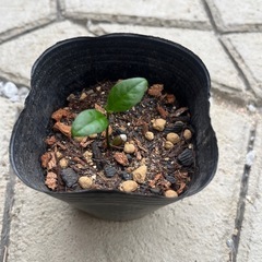マイヤーレモン🍋の苗