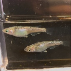 6月8日メダカ各種