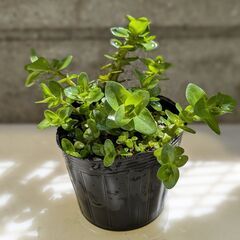 水草 ウォーターバコパ 無農薬 めだかアクアリウム ビオトープ